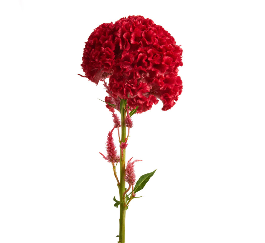 شاخه گل تاج خروس